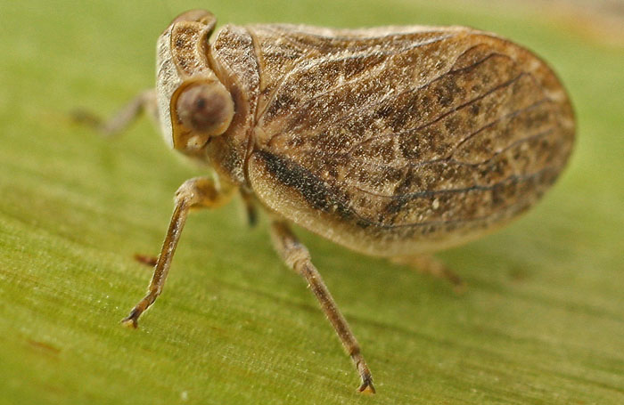 a plant hopper on Asphodelus from Cyprus